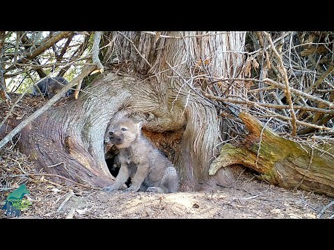 Wolf pup attempts to howl but can't quite get it out