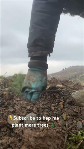 Forestry worker tree planting Scottish woodland winter work nature