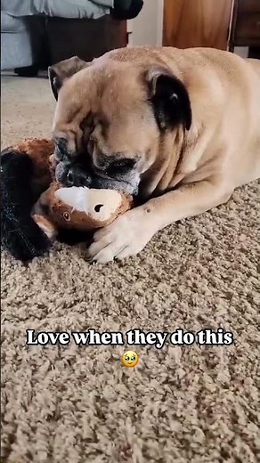 Callie is available for adoption! Visit bullies2therescue.com for our adoption policies & process