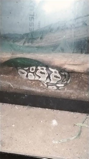 ying yang Ball python