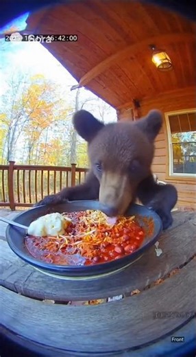 bear taste spicy 🔥 #bear #funny #animals #wildlife #cute