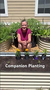 Companion Planting for Tomatoes