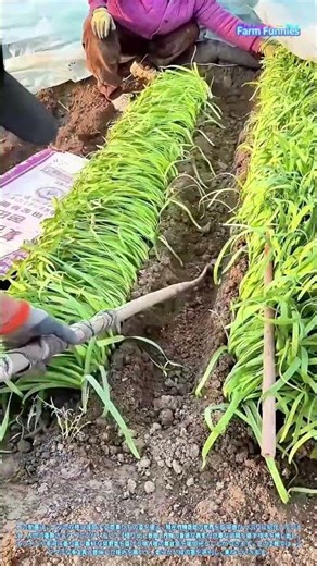 ニラ収穫の技：市場向けの新鮮なネギ類の収穫