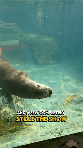 Visiting the Western North Carolina Nature Center | Asheville NC Travel Vlog #asheville #nctourism