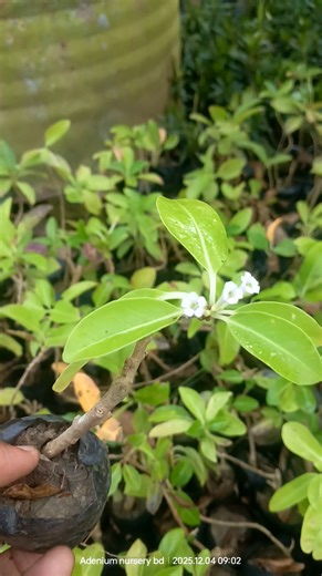 Day King | Adenium Nursery Bd
