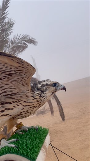 20K views · 426 reactions | Unbelievable Falcon Training in the Wild 礪 | Man & Bird Trust Beyond Limits ✨ #NaturePower” #FalconTraining #Falconry #BirdOfPrey #WildlifeReel #NatureLovers #AnimalBond #ViralReel2025 #Falcon #FreedomFlight #NaturePhotography #BirdTraining #EpicWildlife #AdventureReel #SkyKing #AnimalLovers #MajesticBird #WorldOfBirds #FalconMaster #OutdoorLife #NatureVibes | Birds falconer | Facebook