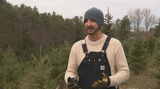 How Christmas tree farmers are adapting to climate change and rising costs