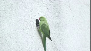 these wild parrots in cologne city are pretty uncommon to see its not usual to see green exotic birds flying through the streets. They now use house walls to nest.