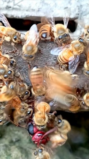 18 reactions · 4 comments | The fight between the bee and the beekeeper  #fblifestyle #reelsvideoシ #followersreels #beekeeper #fight | Alim Bee Farm | Facebook