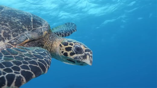 Watch baby sea turtles race to the ocean for the first time