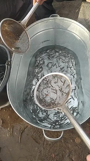 Fishing Techniques: Catching Small Fish in Buckets