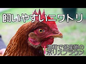 飼いやすいニワトリ～ボリスブラウン