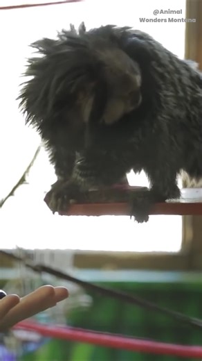 Is marmoset a monkey? Marmosets are a group of small-bodied New World monkeys native to the rainforests of South America. The tiny Pygmy Marmoset, for example, is the smallest monkey species in the world! They're known for their claws (instead of nails) and diet of tree sap and gum. #ripplepetaquamation #aquamation #petaquamation #Westernaustralia #perth #australia #ecofriendly #Pets #PetsLove #petlover #petlovers #Animals #Marmoset #TinyAnimals #Wildlife #SouthAmericaWildlife