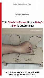 🧬 This Genibox Explains How X & Y 🥚 Chromosomes Determine Sex 👶 | MDCT