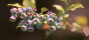 Protect Your Blueberry Fruit From Birds | DoItYourself.com