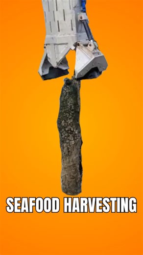 Mavigadget Originals on Instagram: "A specialized hydraulic harvesting system is used to gently remove oysters from bouchot poles, streamlining the collection process. As the machine moves along the poles, it carefully dislodges oyster clusters without damaging the shells or the structure, allowing them to fall directly into integrated baskets. This method significantly reduces manual labor, improves harvesting efficiency, and supports sustainable aquaculture by minimizing stress on the oysters