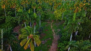 Exotic trees and their shadows on green grass in the tropical forest in the morning. Walking through a beautiful green palm grove on a summer evening. Bright leaves of exotic plants.