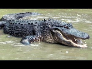 Python vs Alligator 04 -- Real Fight -- Python attacks Alligator