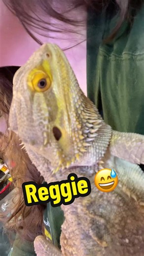 This litte dragon does stress me out and was the beginning of all my animal stress 😭 I love it though, I wouldn’t change it for the world ❤️ #reggiethedragon #beardiemom #beardeddragon #pogonavitticeps #beardeddragondrama
