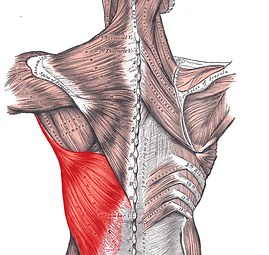 Latissimus dorsi