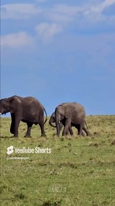 Amazing Elephants on the Move in the Wild