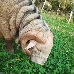102K views · 1.7K reactions | Beautiful sheep available for Qurbaani Location Shiva sopore...60000 price Contact Number...6006377135 | Mobile bazaar Srinagar | Facebook