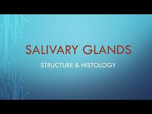 Salivary glands: Structure & Histology