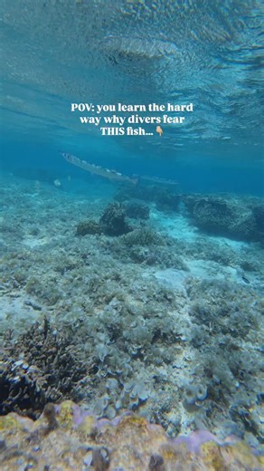 Tammy • Travel & Diving on Instagram: "Behind the scenes of my triggerfish encounter video that hit over 8M views Everyone thinks divers worry about sharks… but the truth? It’s the triggerfish 😅 Story time: I was snorkeling in Okinawa at a beautiful dive site when, about five minutes in, I felt a nibble on my left leg. At first, I thought I’d bumped into something, so I kept swimming and filming a school of fish until this happened. I’ve encountered many triggerfish in the past, but never an an