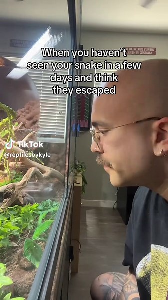 Rare Daytime Snake Hiding Behavior Explained