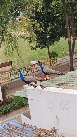 BEAUTIFUL COUPLES PEACOCKS Vedio #birds #peacock #viralvideo