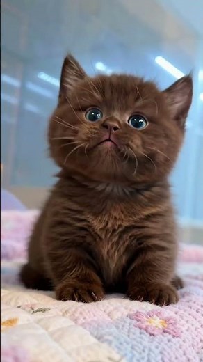 🐱🤎 These tiny brown kittens are steal of hearts one adorable step at a time! 🥹✨#kitten #cute