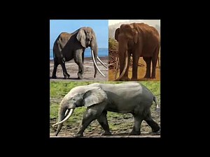 Elephant Sound effects