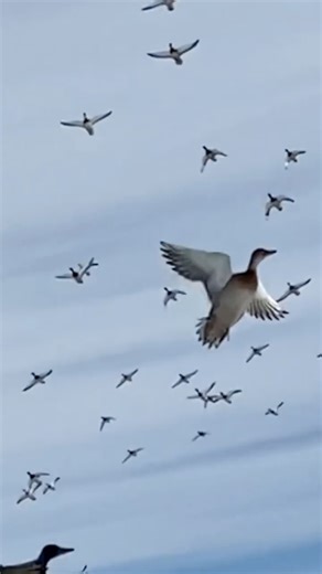 Duck Hunters...this NEVER gets old! | Old Hat Outdoors
