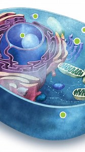 169 reactions · 82 shares | Standards-aligned materials that keep students engaged. 2,000+ interactive science and social studies articles with read-aloud, and translations–offered at 3 reading levels for grades 3-8. | Kids Discover | Facebook