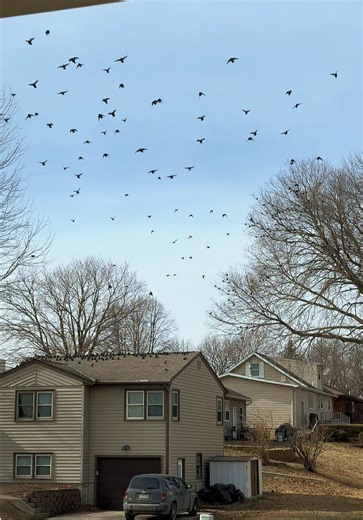 Birds are pretty neat. #minnesota #winter #nature #animals