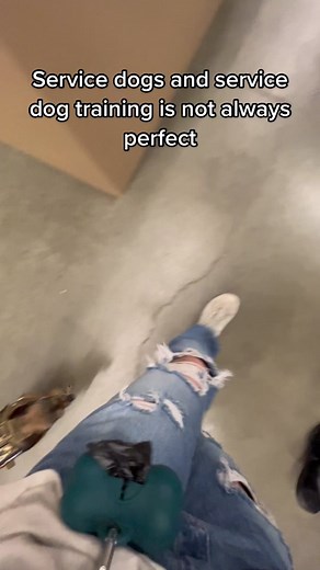 Chihuahua Service Dog Training Challenges at Petsmart