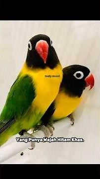 Fakta dan warna-warna burung Lovebird yang harus kamu tau !