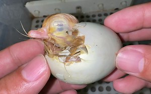 一只柯尔鸭就这样打水漂了。。。