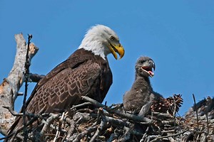 The 6 Best Places and Times to See Bald Eagles in Maryland