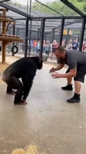 Chimp Strength vs Human Technique - The Ultimate Test