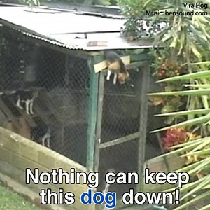 This dog is Houdini reincarnated! | Daily Mail Video