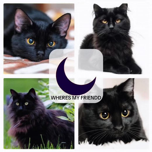 Funny Cat Video Compilation | Silly Cats and Their Smiley Faces