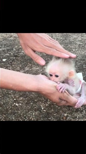 Baby monkey is eating longan fruit