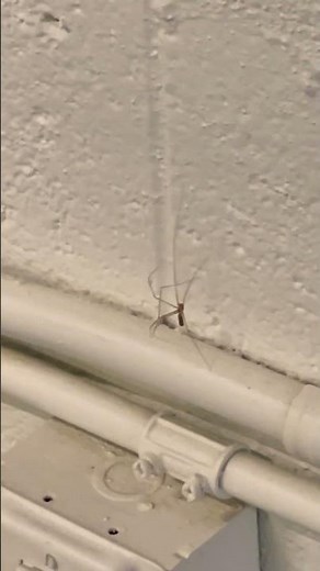 Daddy Long Legs on the Move! 🕷️ Discover the Secrets of This Unique Spider!