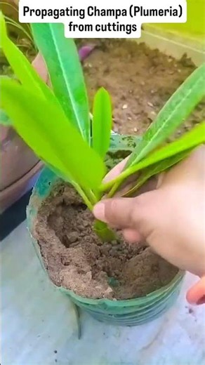 Propagating Champa (Plumeria) from cuttings ✂️