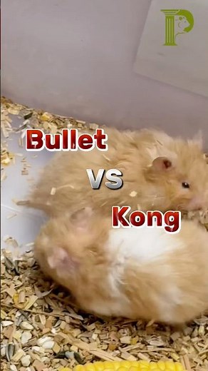 Bullet vs Kong | Funny Hamsters | Epic Hamster Fight | Cutest Hamster | PILLAR