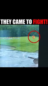 They wanted to fight! 🤜 | Lucas and Marcus