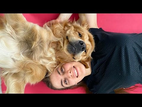 Life With a Golden Retriever