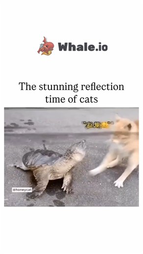 UNIVERSAL KNOWLEDGE | The Instagram reel shares a 64-second video compilation of cats exhibiting rapid reactions to stimuli such as crabs, turtles, and falling... | Instagram