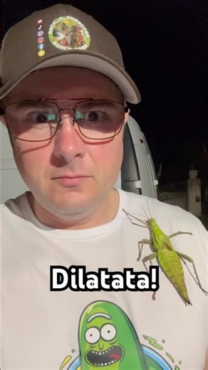 the largest leaf stick insect in the world! ￼#insect #bugs #stickinsect #nacfamily #rock_n_insectes